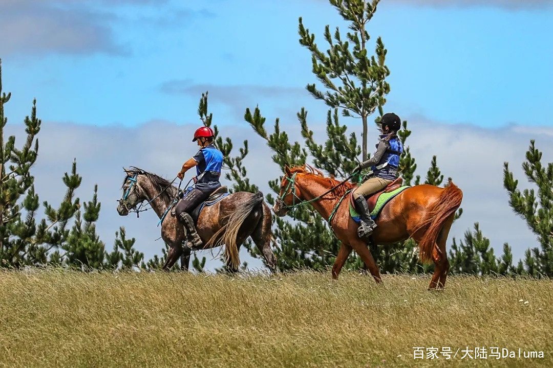 新西兰运动员在马术项目中取得突破 新西兰运动员在马术项目中取得突破